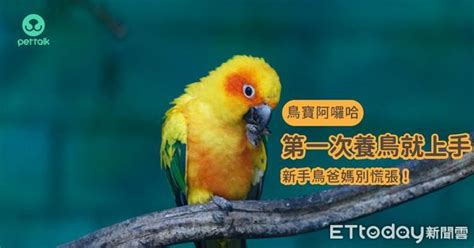 好養的鳥|慎重考慮「自身條件」 第一次養鳥就上手：別輕易挑。